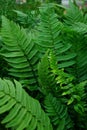 Closeup on the erect green fresh foliage of the Shaggy Shield or wood Fern, Dryopteris atrata Royalty Free Stock Photo