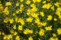 Eriophyllum lanatum with yellow flowers Royalty Free Stock Photo