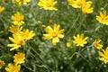 Eriophyllum lanatum with yellow flowers Royalty Free Stock Photo