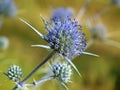 Eryngium caucasicum blue flower