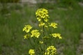 Erysimum odoratum with bright yellow flowers