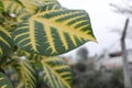 Closeup of Erythrina variegata leaf