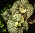 Closeup of an Escargot Begonia Plant in the garden Royalty Free Stock Photo