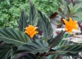 Closeup of Eternal flame flower Royalty Free Stock Photo
