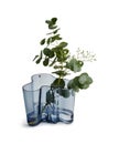Closeup of eucalyptus gunnii plants in a light blue glass vase isolated on a white background