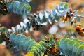 Closeup of Eucalyptus krueseana leaves Royalty Free Stock Photo