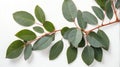 closeup of eucalyptus leaves on plain white ai generated Royalty Free Stock Photo