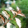 Closeup of euonymus japonicus plant growing on a blurry green background