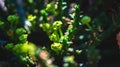 Closeup of Euphorbia caput medusae in the shadow.