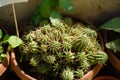 Closeup of Euphorbia mammillaris with other plants in the garden.