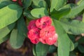 Closeup Euphorbia milii flower