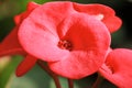 Closeup Euphorbia milii flower