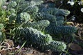 Euphorbia myrsinites with bluish-green leaves