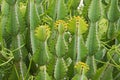 Euphorbia plant growing at Ngorongoro Crater Conservation Area in Tanzania, East Africa Royalty Free Stock Photo