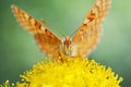 Euphydryas aurinia Closeup Royalty Free Stock Photo
