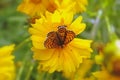 Closeup of the Euptoieta claudia, the variegated fritillary butterfly on the flower.