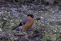 Closeup of a Eurasian bullfinch perched on the ground