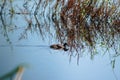 Closeup of eurasian coot with reflections swimming on lake Royalty Free Stock Photo