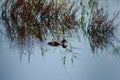 Closeup of eurasian coot swimming on a lake with reed reflections Royalty Free Stock Photo