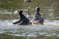 Closeup of Eurasian coots on a lake in a park under the sunlight with a blurry background Royalty Free Stock Photo