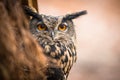 Closeup of a Eurasian Eagle-Owl Royalty Free Stock Photo