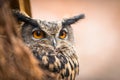 Closeup of a Eurasian Eagle-Owl Royalty Free Stock Photo