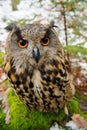 Closeup Eurasian eagle-owl
