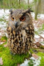 Closeup Eurasian eagle-owl