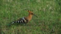 Closeup of Eurasian hoopoe perching on grassland