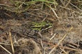 Closeup on the Eurasian marsh frog, Pelophylax ridibundus sitting in dried grass