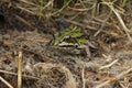 Closeup on the Eurasian marsh frog, Pelophylax ridibundus sitting in dried grass