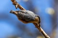 Eurasian nuthatch or wood nuthatch bird, Sitta europaea perched on a branch, foraging in a forest Royalty Free Stock Photo