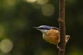 Eurasian or wood nuthatch bird Sitta europaea perched on a bra Royalty Free Stock Photo