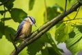 Eurasian or wood nuthatch bird Sitta europaea perched on a bra Royalty Free Stock Photo