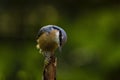 Eurasian or wood nuthatch bird Sitta europaea perched on a bra Royalty Free Stock Photo