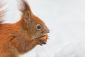 Closeup of Eurasian red squirrel Sciurus vulgaris isolated in white background eating nut in snow in winter. In winter season is Royalty Free Stock Photo