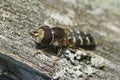 Closeup on a Eurasian Smoothwing hoverfly, Scaeva pyrastri , sunbathing on a pole