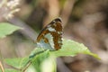 Closeup on the Eurasian white admiral butterfly, Limenitis camilla sitting on a green leaf