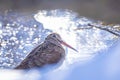 Eurasian woodcock, Scolopax rusticola, foraging in winter snow