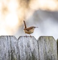 Closeup of a Eurasian wren perched on a wooden fence under the sunlight