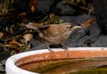 Closeup Eurasian wren sitting on a pot