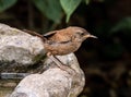 Closeup Eurasian wren sitting on a stone