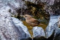 Closeup Eurasian wren sitting on a stone