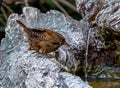 Closeup Eurasian wren sitting on a stone