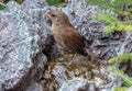 Closeup Eurasian wren sitting on a stone