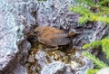 Closeup Eurasian wren sitting on a stone