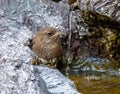 Closeup Eurasian wren sitting on a stone