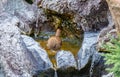 Closeup Eurasian wren sitting on a stone