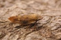 Closeup on the European alder spittlebug, Aphrophora alni Royalty Free Stock Photo