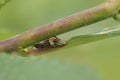 Closeup on a European alder spittlebug, Aphrophora alni , hanging down on a twig Royalty Free Stock Photo